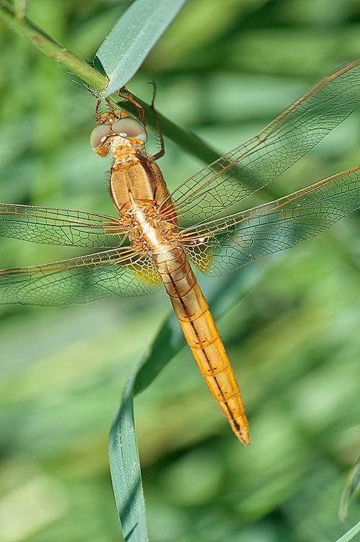 Crocothemis erythraea femmina ??